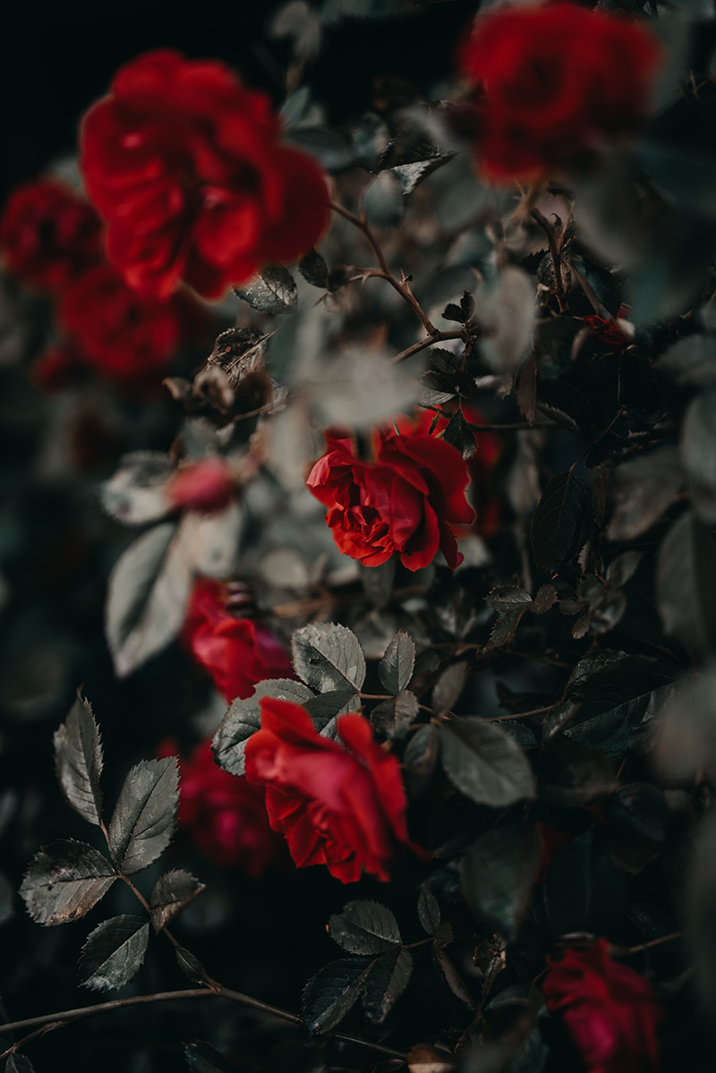 a dark photo of red roses