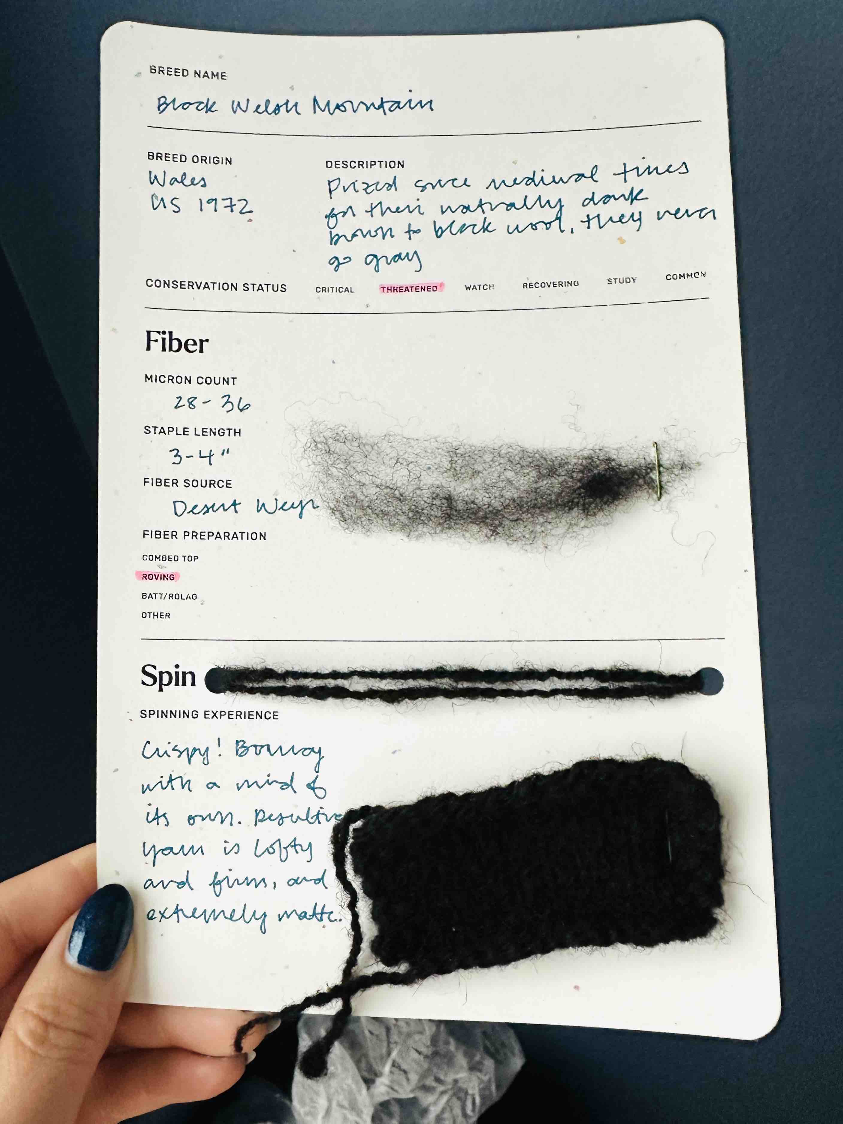 Card for the Black Welsh Mountain breed study.