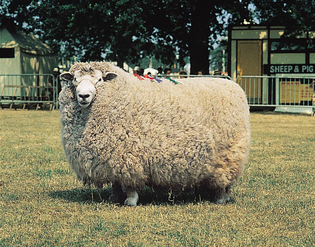 A Romney ram, brittanica.com
