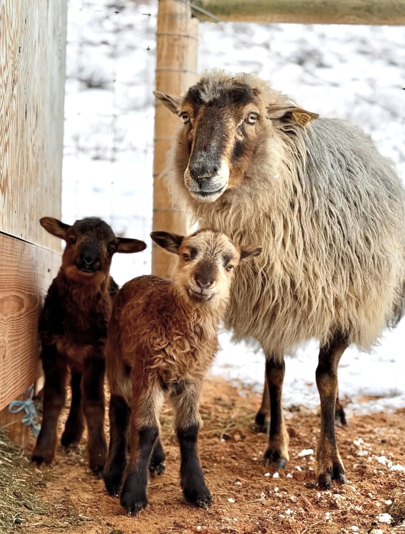 A Navajo Churro ewe and two curious lambs.